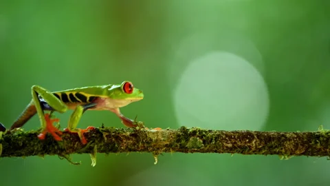 Red-eyed Leaf Frog (Agalychnis callidryas) - stock video Stock Footage 237498035