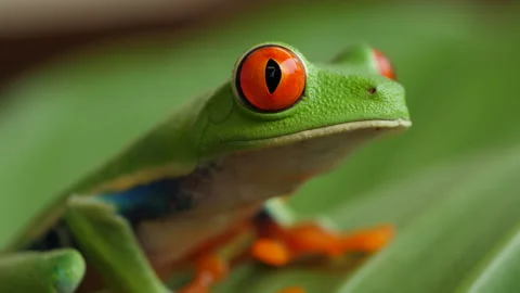 Red Eyed Tree Frog 10 Stock Footage 203296150