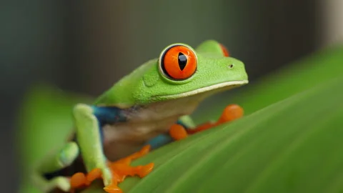 Red Eyed Tree Frog 11 Stock Footage 203255430