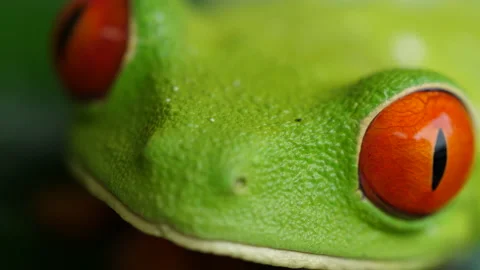 Red Eyed Tree Frog 2 Stock-Footage 203251748