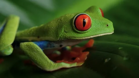 Red Eyed Tree Frog 3 Stock Footage 203247018