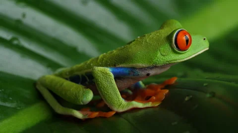 Red Eyed Tree Frog 4 Stock Footage 203249873