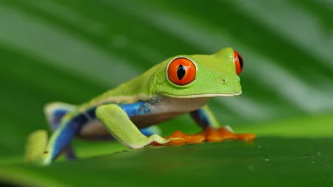 Red Eyed Tree Frog 5 Stock Footage 203249872