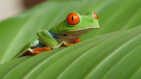 Red Eyed Tree Frog 8 Stock Footage 203254188