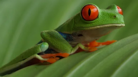 Red Eyed Tree Frog 9 Stock Footage 203294701