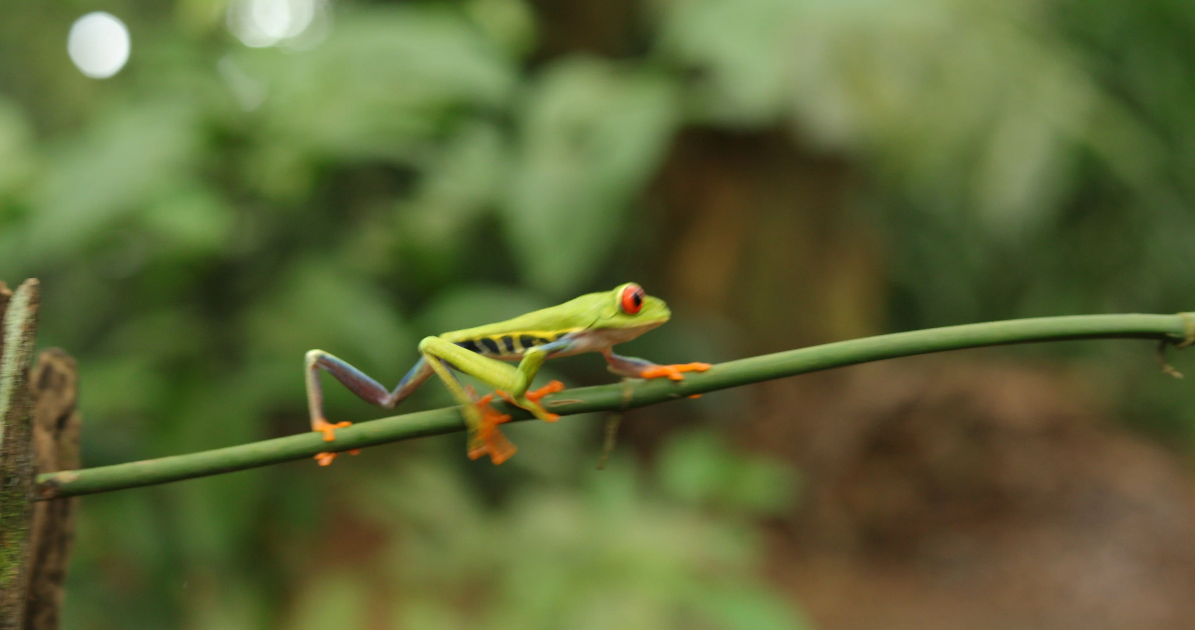 Red-eyed Tree Frog (Agalychnis callidryas)