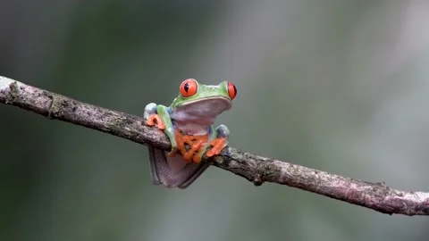 Red eyed tree frog Agalychnis callidryas on a branch in Costa Rica Stock Footage 205775903