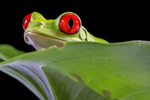 Red Eyed Tree Frog,  Agalychnis Callidryas, on a Leaf with Black Background Stock Photos