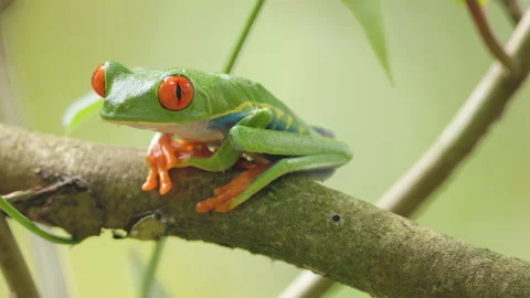 Red-eyed tree frog on a branch turns towards the camera Stock Footage 186305310