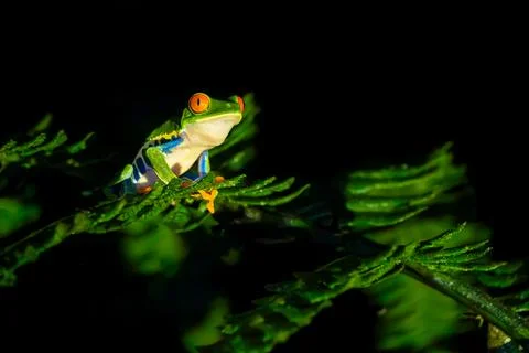 Red-eyed Tree Frog on a Branch at Night in Costa Rica Rain Forest Stock Photos