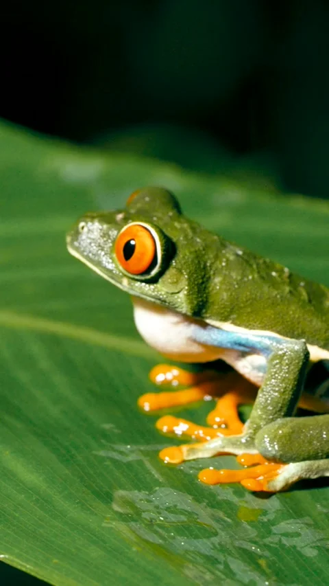 Red eyed tree frog breathing on a leaf in Costa Rica. Vertical Stock Footage 336904153