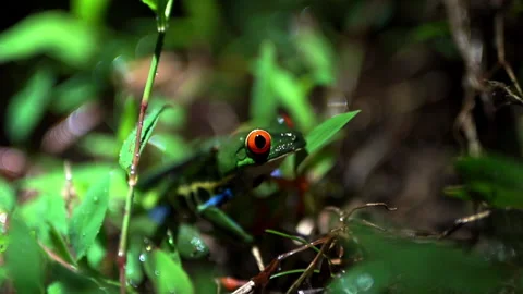 Red-eyed tree frog close up in jungle of Central America, Agalychnis Stock Footage 198343151