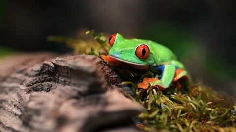 Red-eyed Tree Frog in Costa Rica Video Vídeo Stock 148972681