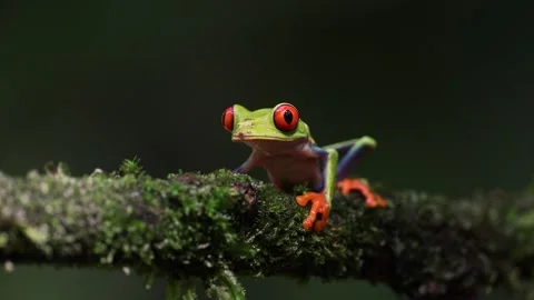 Red-eyed Tree Frog in Costa Rica Vidéo 258848045