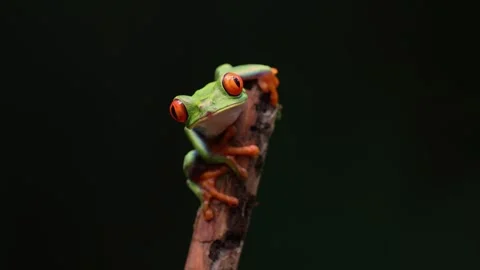 Red-eyed Tree Frog in Costa Rica Vidéo 258848436