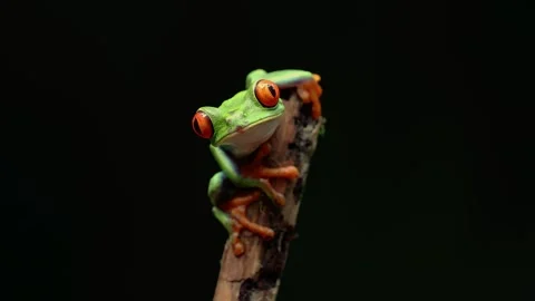 Red-eyed Tree Frog in Costa Rica Vidéo 259054987