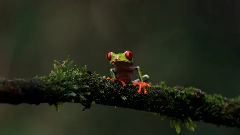 Red-eyed Tree Frog in Costa Rica Vidéo 259055102