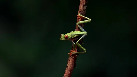 Red-eyed Tree Frog in Costa Rica Vidéo 259055244