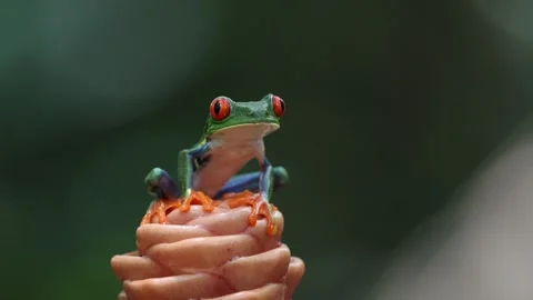 Red-eyed Tree Frog in Costa Rica Vidéo 270839606