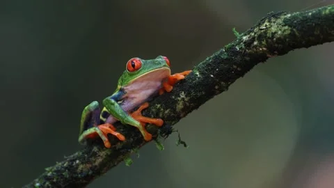 Red-eyed Tree Frog in Costa Rica Vidéo 270843630