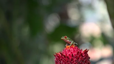 Red-eyed Tree Frog in Costa Rica Vidéo 271698738