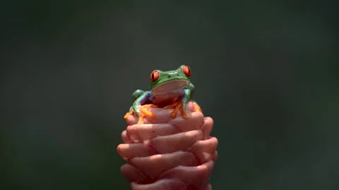 Red-eyed Tree Frog in Costa Rica Stock Footage 271705158