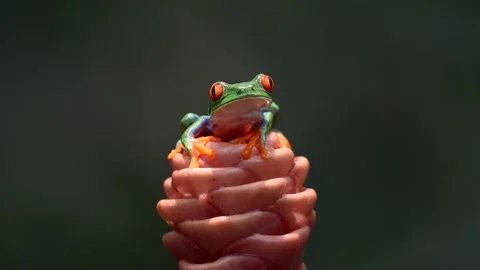 Red-eyed Tree Frog in Costa Rica Vidéo 288515916