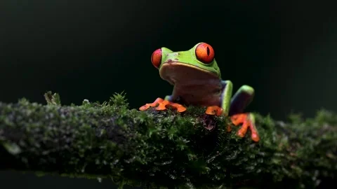 Red-eyed Tree Frog in Costa Rica Vidéo 288652183