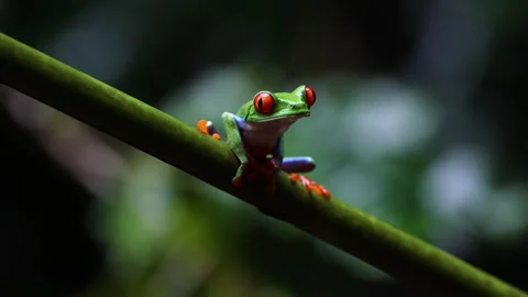 Red-eyed Tree Frog in Costa Rica Vidéo 295736593