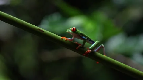 Red-eyed Tree Frog in Costa Rica Vidéo 295736681