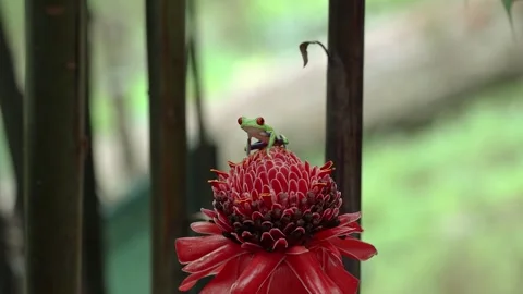 Red-eyed Tree Frog in Costa Rica Vidéo 322823100