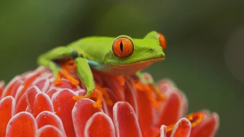 Red Eyed Tree Frog Stock Footage 88892995