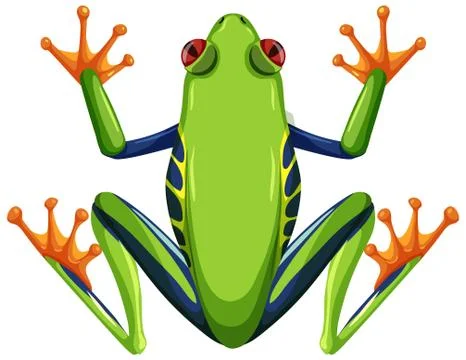 Red eyed tree frog isolated on white background Illustrazione stock