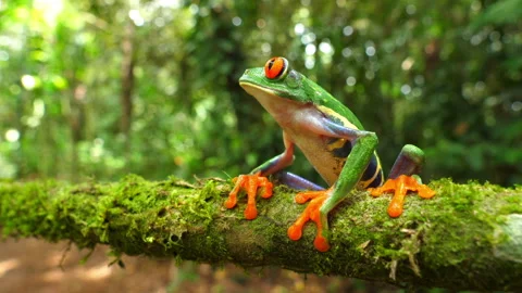 Red-eyed tree frog in its natural habitat in the Caribbean rainforest Stock Footage