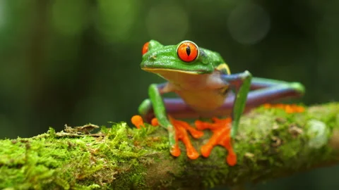 Red-eyed tree frog in its natural habitat in the Caribbean rainforest Stock Footage 111281536