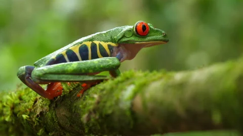 Red-eyed tree frog in its natural habitat in the Caribbean rainforest Stock Footage 111442232