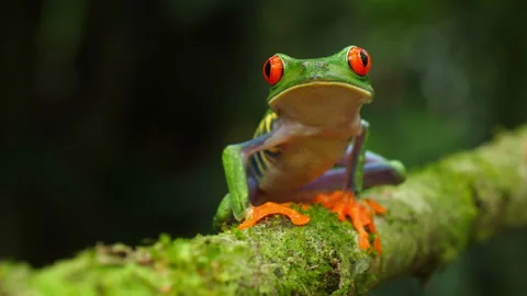 Red-eyed tree frog in its natural habitat in the Caribbean rainforest Stock Footage