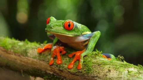 Red-eyed tree frog in its natural habitat in the Caribbean rainforest Stock Footage 111442822