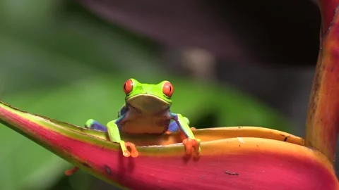 Red-eyed Tree Frog Jump Leap in Jungle in Costa Rica Central America Stock Footage 133996208