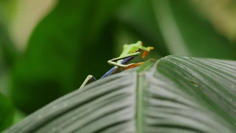Red Eyed Tree Frog jumping off of a palm frond Stock Footage 79978768