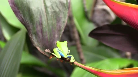 Red-eyed Tree Frog Jumping Leaping in Costa Rica Central America Jungle Stock Footage 133996177