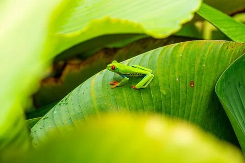Red-eyed Tree Frog on a Leaf in Costa Rica Rain Forest Stock Photos