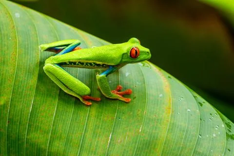 Red-eyed Tree Frog on a Leaf in Costa Rica Rain Forest Stock-Fotos