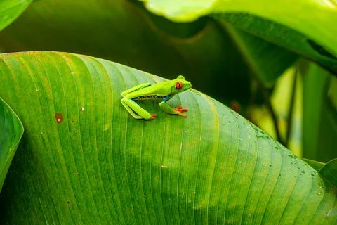 Red-eyed Tree Frog on a Leaf in Costa Rica Rain Forest Stock Photos