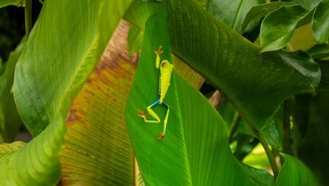 Red-eyed Tree Frog on a Leaf in Costa Rica Rain Forest Stock Photos