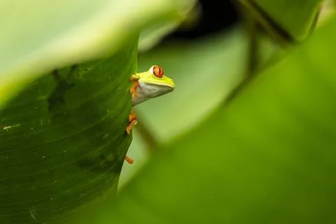 Red-eyed Tree Frog on a Leaf in Costa Rica Rain Forest Stock Photos