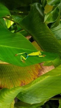Red-eyed Tree Frog on a Leaf in Costa Rica Rain Forest Stock Photos
