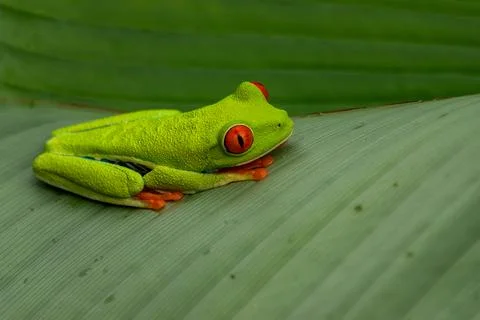 Red-eyed Tree Frog on a Leaf in Costa Rica Rain Forest Stock Photos