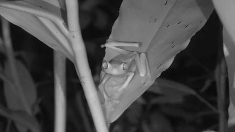Red-eyed Tree Frog on Leave in Rainforest Jungle at Night Infra-red Stock Footage 104580732