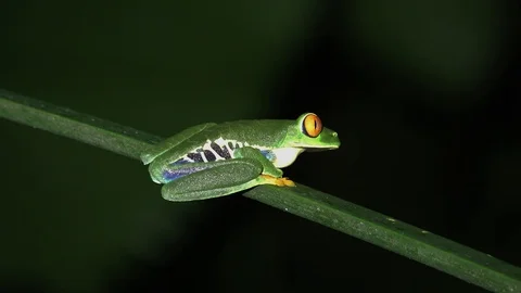 Red-eyed tree Frog in lowland rainforest in the night portrait Video stock 115096830